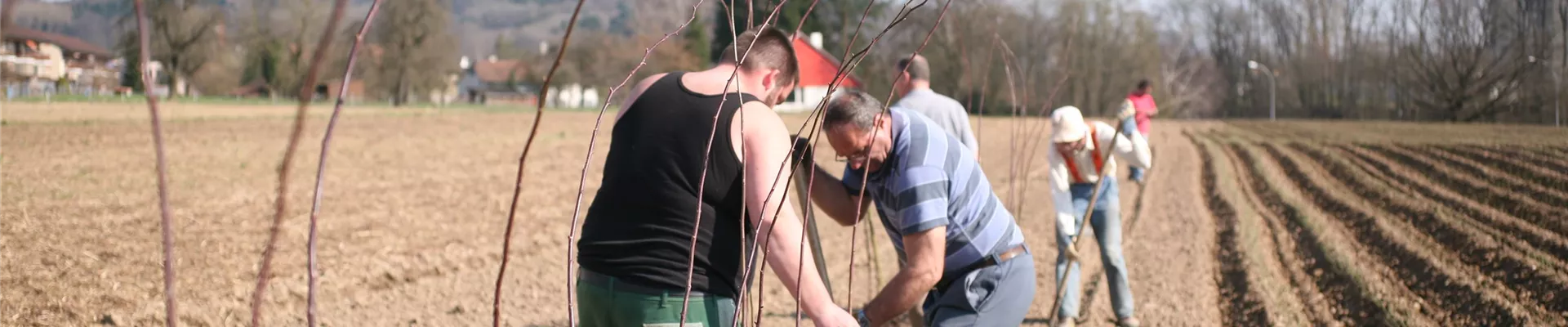 Wildstämme pflanzen