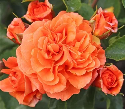 Rosa (Floribundarose) 'Orangerie'®