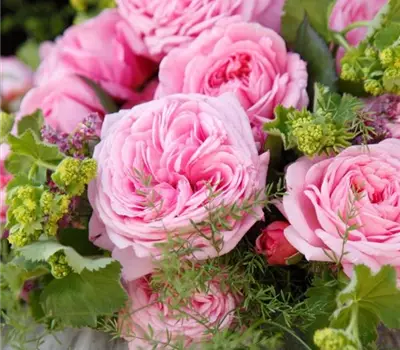 Rosa (Floribundarose) 'Rosengräfin MarieHenriette'