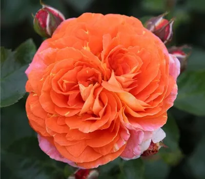 Rosa (Floribundarose) 'Samba'®
