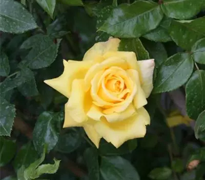 Rosa (Hubers Neuzüchtung) 'Mazo's Gelbe'