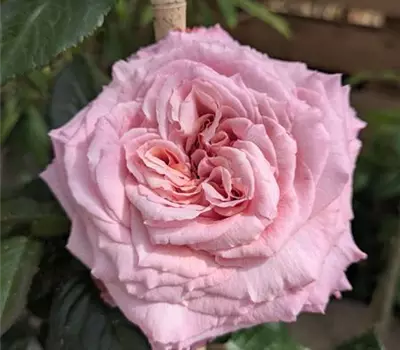 Rosa (Kletterrose) 'Barock'®