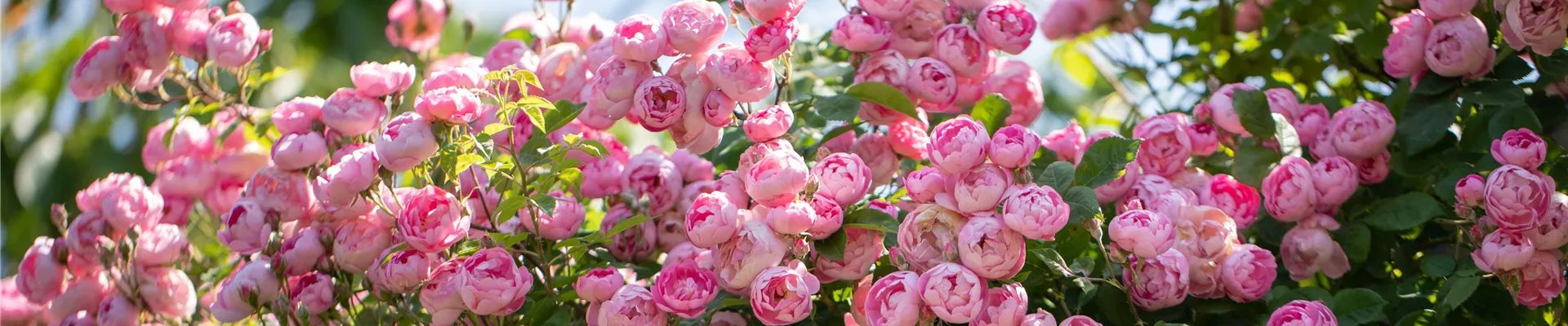 2021-3-4.14-36.GS666707 2021-3-4.14-36.GS666707