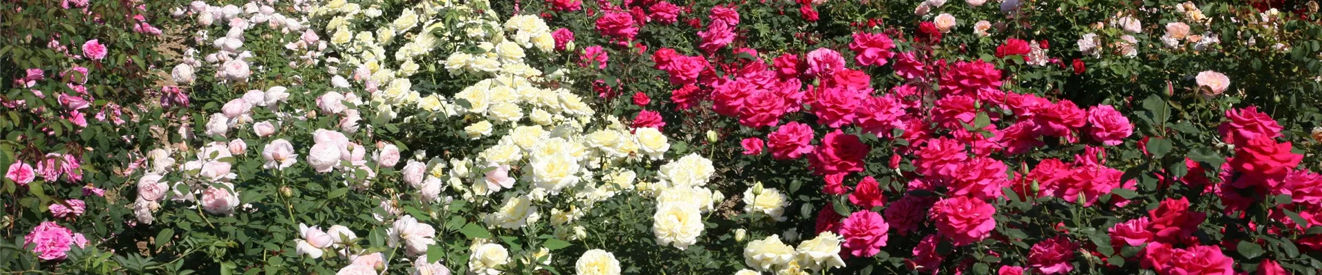 Rosenfeld_007 Rosenfeld_007