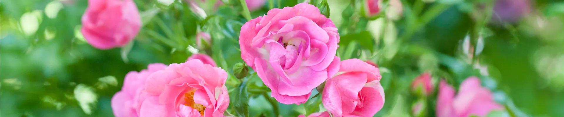 Bodendeckerrose, rosa
