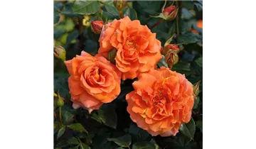 Rosa (Kletterrose) 'Naranga'®