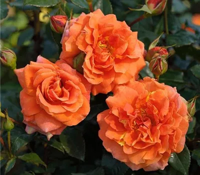 Rosa (Kletterrose) 'Naranga'®