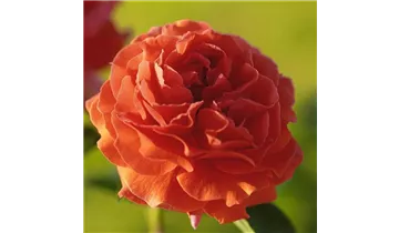 Rosa (Kletterrose) 'Naranga'®