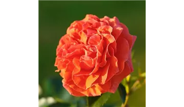 Rosa (Kletterrose) 'Naranga'®