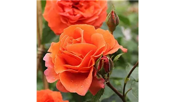 Rosa (Kletterrose) 'Naranga'®
