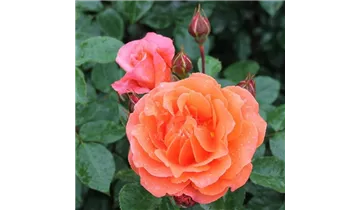 Rosa (Kletterrose) 'Naranga'®