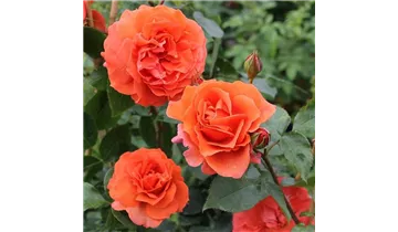 Rosa (Kletterrose) 'Naranga'®