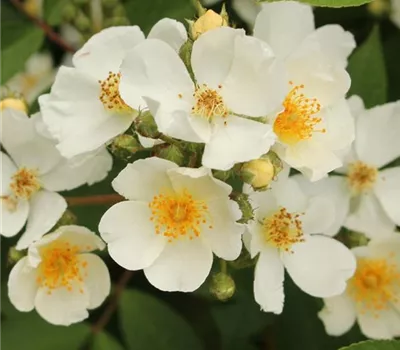 Rosa (Kletterrose) 'Natura Siluetta'®