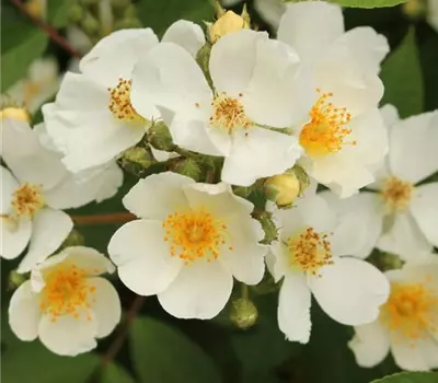 Rosa (Kletterrose) 'Natura Siluetta'®