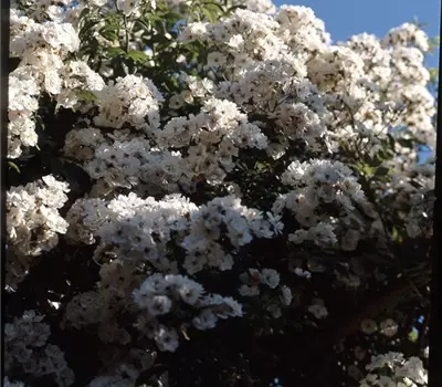Rosa (Kletterrose) 'Rosa Polyantha Grandiflora'
