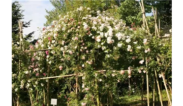 Rosa (Kletterrose) 'Rosa Polyantha Grandiflora'