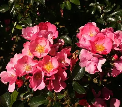 Rosa (Miniaturrose) 'Bambino'