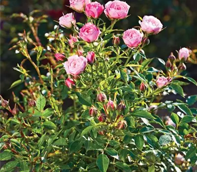 Rosa (Miniaturrose) 'Blush Pixie'®