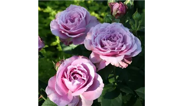 Rosa (Miniaturrose) 'Lavender Ice®'