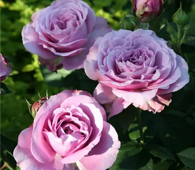 Rosa (Miniaturrose) 'Lavender Ice®'