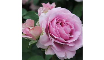 Rosa (Miniaturrose) 'Lavender Ice®'