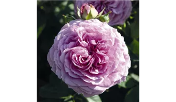 Rosa (Miniaturrose) 'Lavender Ice®'