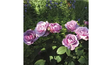 Rosa (Miniaturrose) 'Lavender Ice®'