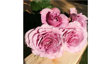 Rosa (Miniaturrose) 'Lavender Ice®'