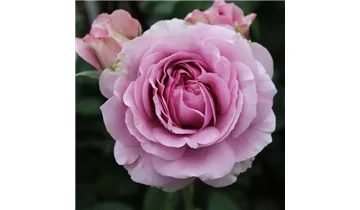 Rosa (Miniaturrose) 'Lavender Ice®'