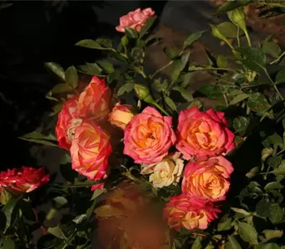 Rosa (Miniaturrose) 'Little Sunset'