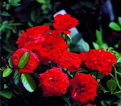 Rosa (Miniaturrose) 'Orange Babyflor'®