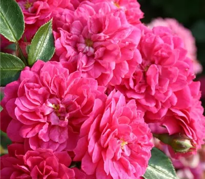 Rosa (Miniaturrose) 'Roxy'®