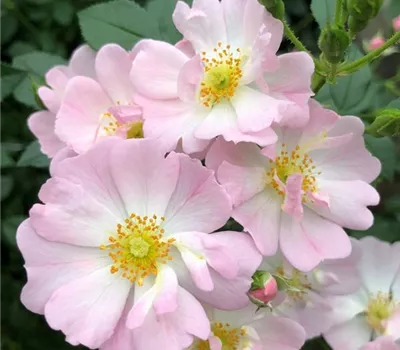 Rosa (Miniaturrose) 'Sternenhimmel'®