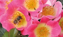 Rosa (Miniaturrose) 'Topolina'®
