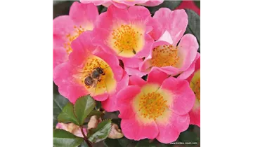 Rosa (Miniaturrose) 'Topolina'®
