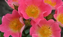 Rosa (Miniaturrose) 'Topolina'®