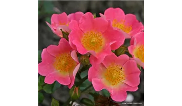 Rosa (Miniaturrose) 'Topolina'®