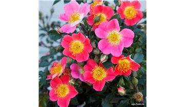 Rosa (Miniaturrose) 'Topolina'®