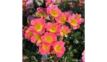 Rosa (Miniaturrose) 'Topolina'®