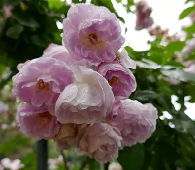 Rosa (Noisetterose) 'Multiflore de Vaumarcus'