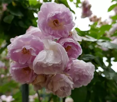 Rosa (Noisetterose) 'Multiflore de Vaumarcus'