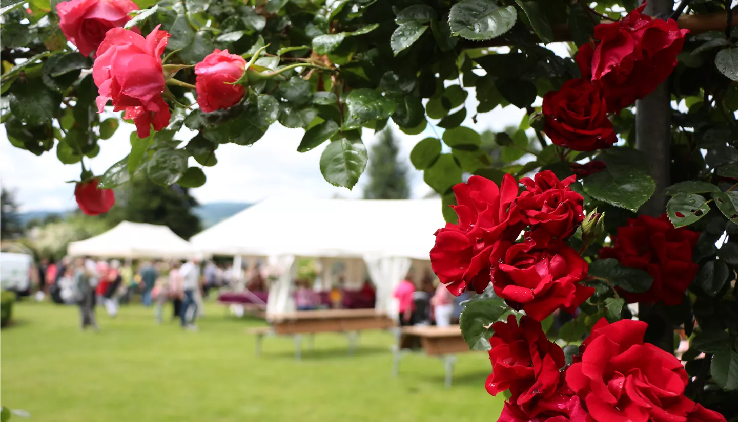 Hauptzelt am Rosenfest