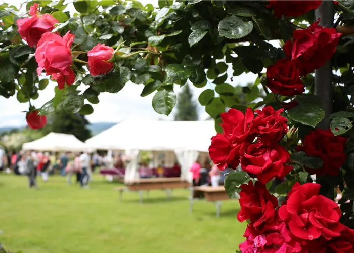 Hauptzelt am Rosenfest