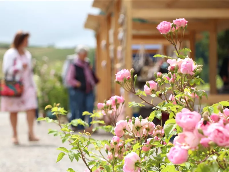 Handwerksmarkt am Rosenfest