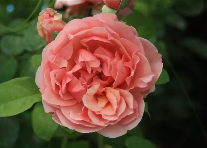 Rosen