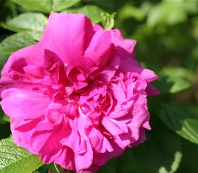 Rosa (Rugosa) 'Hansa'