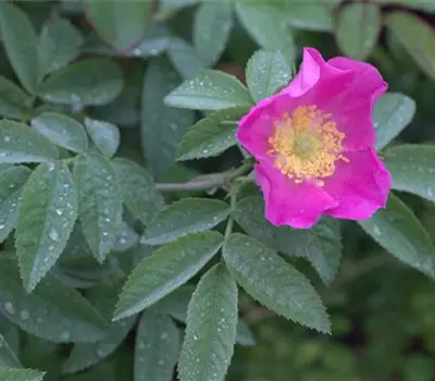 Rosa (Wildrose) 'Villosa' / 'Pomifera'