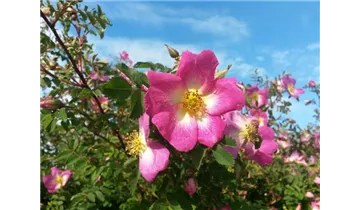 Syn. 'Rosa Villosa', 'Apfelrose'