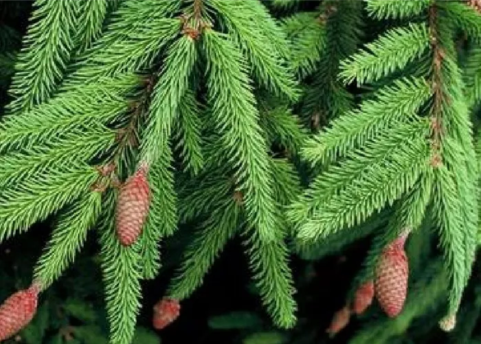 Koniferen & Formgehölze