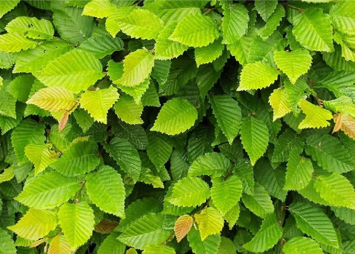 Laub- und Obstbäume